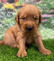 Sage Pink, a female Golden Retriever for sale in Tahlequah, OK – 4 of 9
