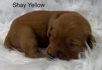 Shay Yellow, a female Golden Retriever for sale in Tahlequah, OK – 5 of 8