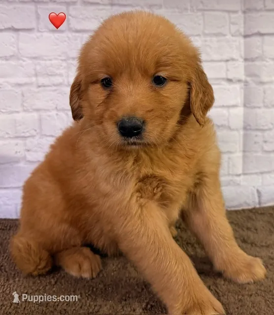P Red – Golden Retriever puppy for sale in Tahlequah, OK