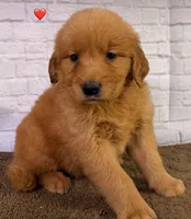 P Red, a male Golden Retriever for sale in Tahlequah, OK – 1 of 10