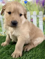 Blue, a male Golden Retriever for sale in Tahlequah, OK – Photo 9 of 10