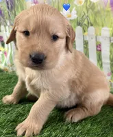 Blue, a male Golden Retriever for sale in Tahlequah, OK – Photo 7 of 10