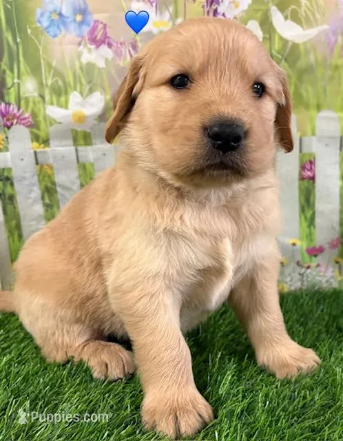 Blue – Golden Retriever puppy for sale in Tahlequah, OK