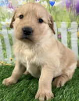 Blue, a male Golden Retriever for sale in Tahlequah, OK – Photo 3 of 10