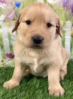 Blue, a male Golden Retriever for sale in Tahlequah, OK – Photo 6 of 10