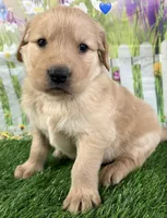 Blue, a male Golden Retriever for sale in Tahlequah, OK – Photo 2 of 10