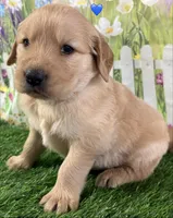Blue, a male Golden Retriever for sale in Tahlequah, OK – Photo 10 of 10