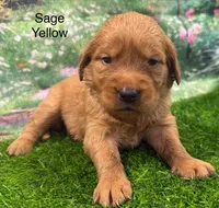 Sage Yellow, a female Golden Retriever for sale in Tahlequah, OK – 2 of 9