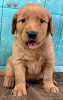 Gray Male Genetically Clear, a male Golden Retriever for sale in Tahlequah, OK – 7 of 9