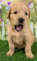 Genetically Clear P, a female Golden Retriever for sale in Tahlequah, OK – 7 of 10