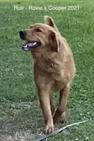 Rue, a female Golden Retriever for sale in Tahlequah, OK – Photo 4 of 8