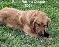 Rue, a female Golden Retriever for sale in Tahlequah, OK – Photo 8 of 8