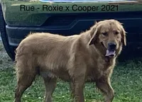 Rue, a female Golden Retriever for sale in Tahlequah, OK – Photo 5 of 8