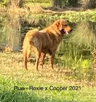 Rue, a female Golden Retriever for sale in Tahlequah, OK – Photo 6 of 8