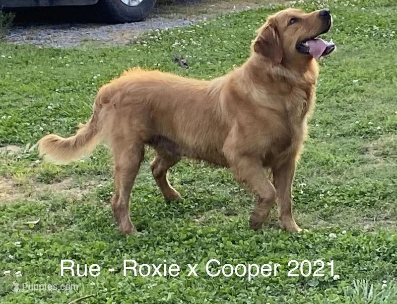 Rue, a female Golden Retriever for sale in Tahlequah, OK – Photo 1 of 8