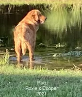 Rue, a female Golden Retriever for sale in Tahlequah, OK – Photo 3 of 8