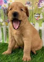 Genetically Clear NG, a male Golden Retriever for sale in Tahlequah, OK – 4 of 9