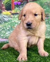 Charm Purple, a female Golden Retriever for sale in Tahlequah, OK – 6 of 7