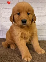 P Red, a male Golden Retriever for sale in Tahlequah, OK – 3 of 10