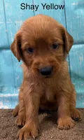 Shay Yellow, a female Golden Retriever for sale in Tahlequah, OK – 2 of 8