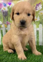 Genetically Clear P, a female Golden Retriever for sale in Tahlequah, OK – 8 of 10