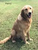 Penny, a female Golden Retriever for sale in Tahlequah, OK – Photo 3 of 6