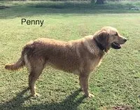 Penny, a female Golden Retriever for sale in Tahlequah, OK – Photo 4 of 6