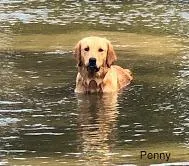Penny, a female Golden Retriever for sale in Tahlequah, OK – Photo 2 of 6
