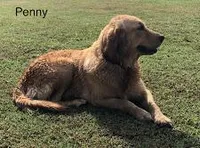 Penny, a female Golden Retriever for sale in Tahlequah, OK – Photo 6 of 6