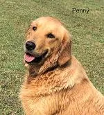 Penny, a female Golden Retriever for sale in Tahlequah, OK – Photo 1 of 6