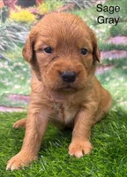 Sage Gray, a female Golden Retriever for sale in Tahlequah, OK – 2 of 9