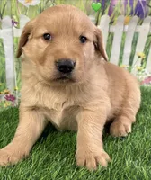 Green, a male Golden Retriever for sale in Tahlequah, OK – Photo 10 of 10