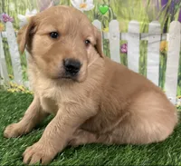 Green, a male Golden Retriever for sale in Tahlequah, OK – Photo 7 of 10