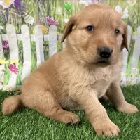 Green, a male Golden Retriever for sale in Tahlequah, OK – Photo 9 of 10
