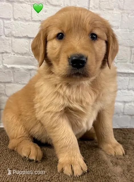 Green – Golden Retriever puppy for sale in Tahlequah, OK