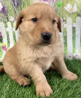 Green, a male Golden Retriever for sale in Tahlequah, OK – Photo 5 of 10