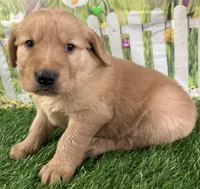 Green, a male Golden Retriever for sale in Tahlequah, OK – Photo 2 of 10