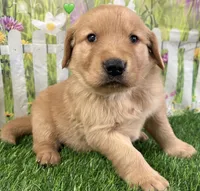 Green, a male Golden Retriever for sale in Tahlequah, OK – Photo 6 of 10