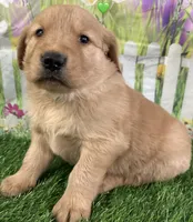 Green, a male Golden Retriever for sale in Tahlequah, OK – Photo 4 of 10