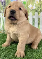 Green, a male Golden Retriever for sale in Tahlequah, OK – Photo 8 of 10