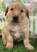 Green, a male Golden Retriever for sale in Tahlequah, OK – Photo 3 of 10