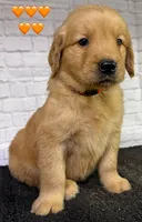 T Orange, a female Golden Retriever for sale in Tahlequah, OK – 8 of 10