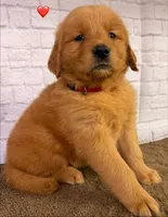 P Red, a male Golden Retriever for sale in Tahlequah, OK – 7 of 10
