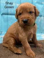 Shay Green, a female Golden Retriever for sale in Tahlequah, OK – 2 of 8