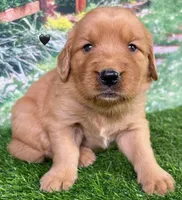Pynki Black, a female Golden Retriever for sale in Tahlequah, OK – 5 of 7