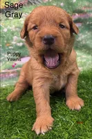 Sage Gray, a female Golden Retriever for sale in Tahlequah, OK – 3 of 9