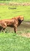 COOPER, a male Golden Retriever for sale in Tahlequah, OK – Photo 3 of 4