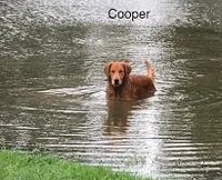 COOPER, a male Golden Retriever for sale in Tahlequah, OK – Photo 4 of 4