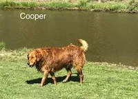 COOPER, a male Golden Retriever for sale in Tahlequah, OK – Photo 2 of 4