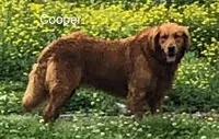 COOPER, a male Golden Retriever for sale in Tahlequah, OK – Photo 1 of 4